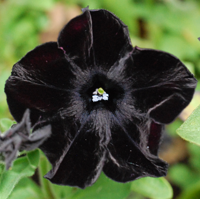 Black Petunia | Growing in Zone 4
