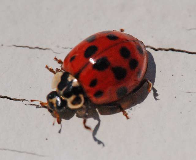 Multicolored Asian Lady Beetles 113